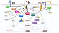 A summary of all the proteins that we discovered to regulate PD-1 signaling and function.